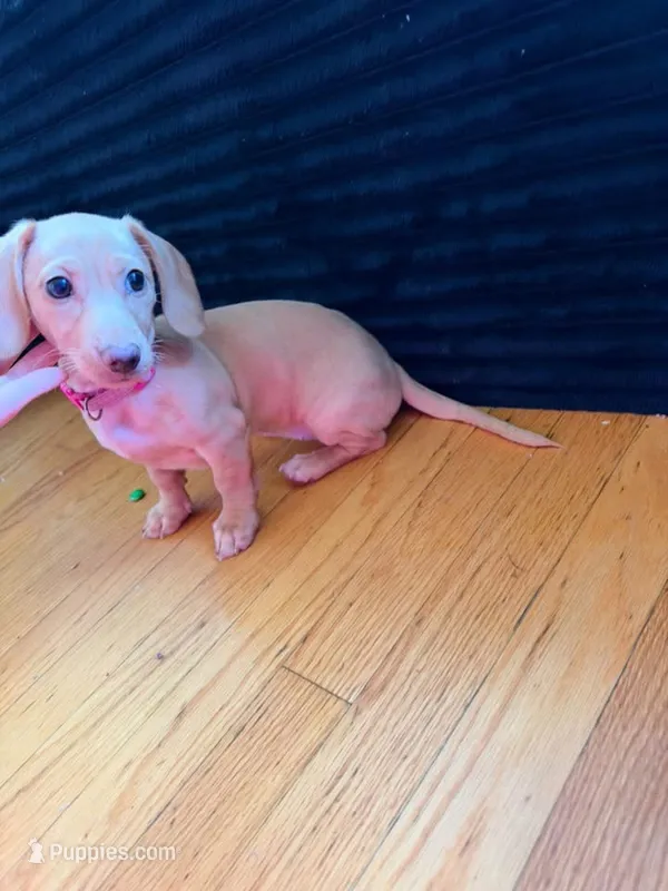 Pixie  – Miniature Dachshund puppy for sale in New York, NY