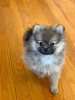 Teddy bear teacup , a male Pomeranian for sale in New York, NY – 2 of 2