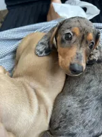 Sadie, a female Miniature Dachshund for sale in New York, NY – 3 of 4