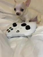 Bluey (teacup ), a female Chihuahua for sale in New York, NY – 2 of 6