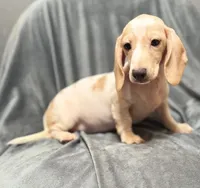 Lilly, a female Miniature Dachshund for sale in New York, NY – 3 of 3