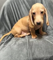 Brody , a male Miniature Dachshund for sale in New York, NY – 2 of 3