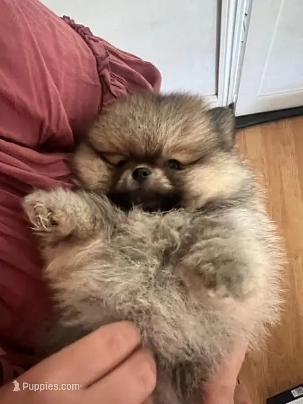 Teddy bear  – Pomeranian puppy for sale in New York, NY