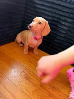 Pixie , a female Miniature Dachshund for sale in New York, NY – 3 of 5