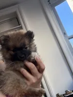 Care  bear (teacup size ), a female Pomeranian for sale in New York, NY – 2 of 3