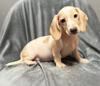 Lilly, a female Miniature Dachshund for sale in New York, NY – 2 of 3