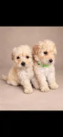 Lola, a female Poodle - Toy  for sale in New York, NY – 2 of 2