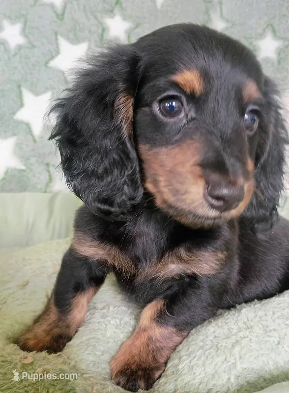 Snickers  – Miniature Dachshund puppy for sale in New York, NY