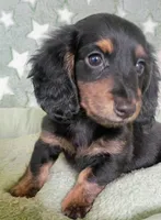 Snickers , a female Miniature Dachshund for sale in New York, NY – 1 of 6