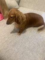 Goldie , a female Miniature Dachshund for sale in New York, NY – 3 of 3