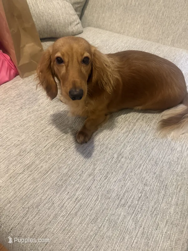 Goldie  – Miniature Dachshund puppy for sale in New York, NY
