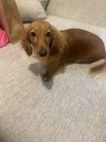 Goldie , a female Miniature Dachshund for sale in New York, NY – 1 of 3