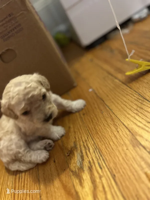 Lola – Poodle - Toy  puppy for sale in New York, NY