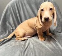Brody , a male Miniature Dachshund for sale in New York, NY – 3 of 3