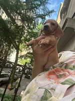 Green , a male Miniature Dachshund for sale in New York, NY – 3 of 4