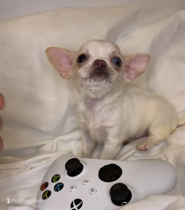 Bluey (teacup ) – Chihuahua puppy for sale in New York, NY