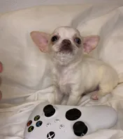 Bluey (teacup ), a female Chihuahua for sale in New York, NY – 1 of 6