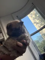Care  bear (teacup size ), a female Pomeranian for sale in New York, NY – 3 of 3