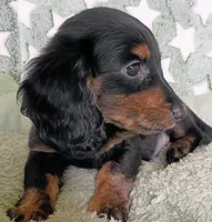 Snickers , a female Miniature Dachshund for sale in New York, NY – 2 of 6