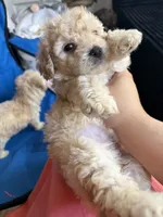 Jackson , a male Poodle - Toy  for sale in New York, NY – 1 of 3
