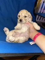 Jackson , a male Poodle - Toy  for sale in New York, NY – 5 of 6