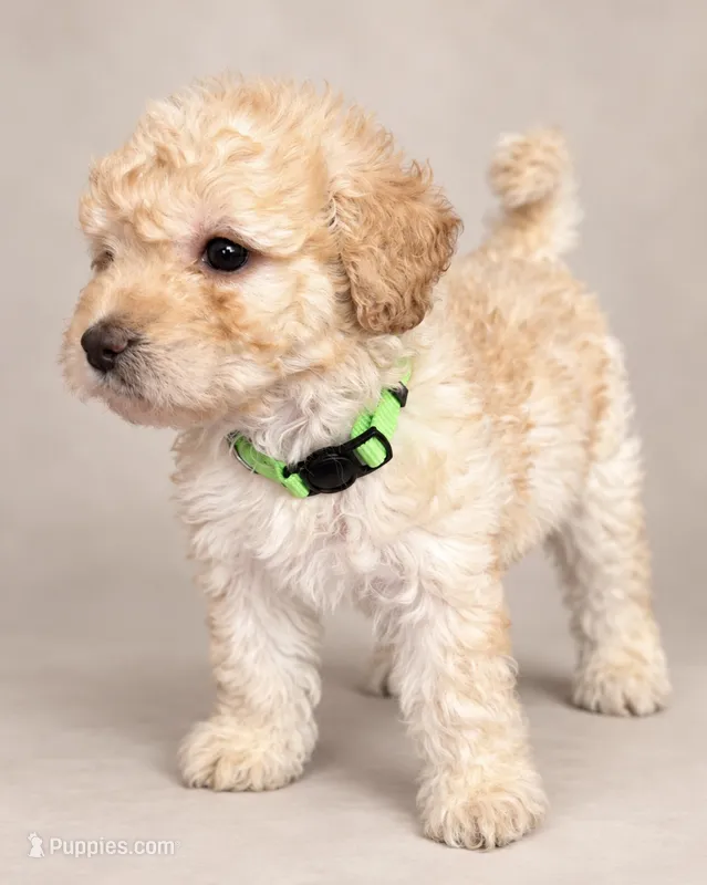 Lola – Poodle - Toy  puppy for sale in New York, NY