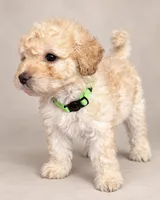Lola, a female Poodle - Toy  for sale in New York, NY – 1 of 2