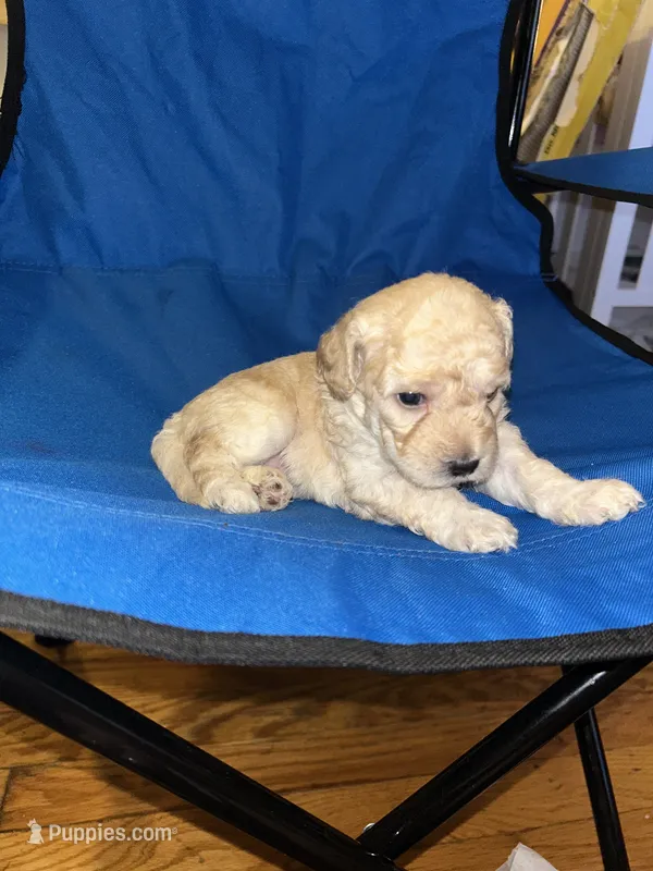 Jackson  – Poodle - Toy  puppy for sale in New York, NY