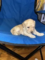 Jackson , a male Poodle - Toy  for sale in New York, NY – 1 of 6