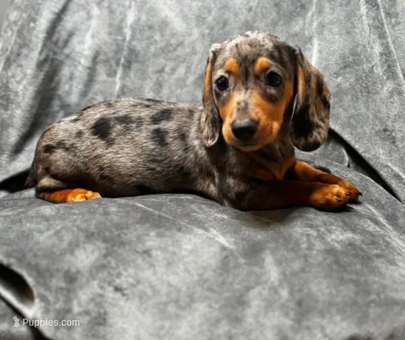 Sadie – Miniature Dachshund puppy for sale in New York, NY