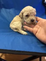 Lola, a female Poodle - Toy  for sale in New York, NY – 2 of 4