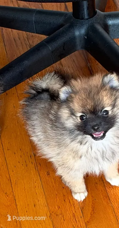 Teddy bear teacup  – Pomeranian puppy for sale in New York, NY