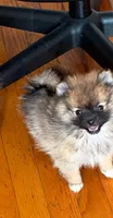 Teddy bear teacup , a male Pomeranian for sale in New York, NY – 1 of 2