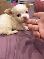 Chili (teacup ), a female Chihuahua for sale in New York, NY – 4 of 4
