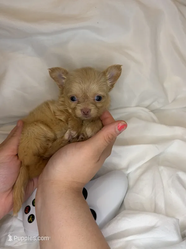 Bingo (micro/teacup)!! – Chihuahua puppy for sale in New York, NY