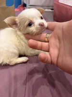 Chili (teacup ), a female Chihuahua for sale in New York, NY – 3 of 4