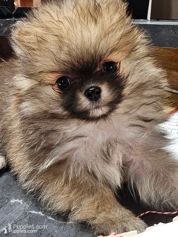 Care  bear – Pomeranian puppy for sale in New York, NY