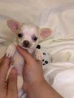Bluey (teacup ), a female Chihuahua for sale in New York, NY – 5 of 6