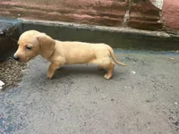 Green , a male Miniature Dachshund for sale in New York, NY – 4 of 4
