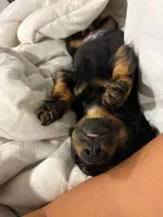 Snickers , a female Miniature Dachshund for sale in New York, NY – 5 of 6