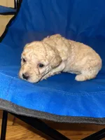 Jackson , a male Poodle - Toy  for sale in New York, NY – 3 of 6