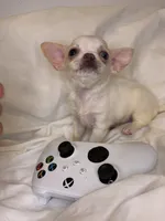 Bluey (teacup ), a female Chihuahua for sale in New York, NY – 6 of 6