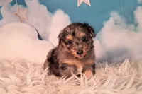 Perci💚 Petite Sheltidoodle , a male Shetland Sheepdog and Poodle - Miniature  for sale in Holden, MO – 7 of 8