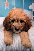 Stewy Lewy💚Mini St Berdoodle , a male Saint Berdoodle for sale in Holden, MO – 2 of 8