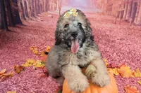 Stella Bella💗Mini Saint Berdoodle , a female Saint Berdoodle for sale in Holden, MO – 4 of 9