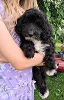 Yisadora - Micro Double Doodle, a female Double Doodle for sale in Holden, MO – 4 of 6