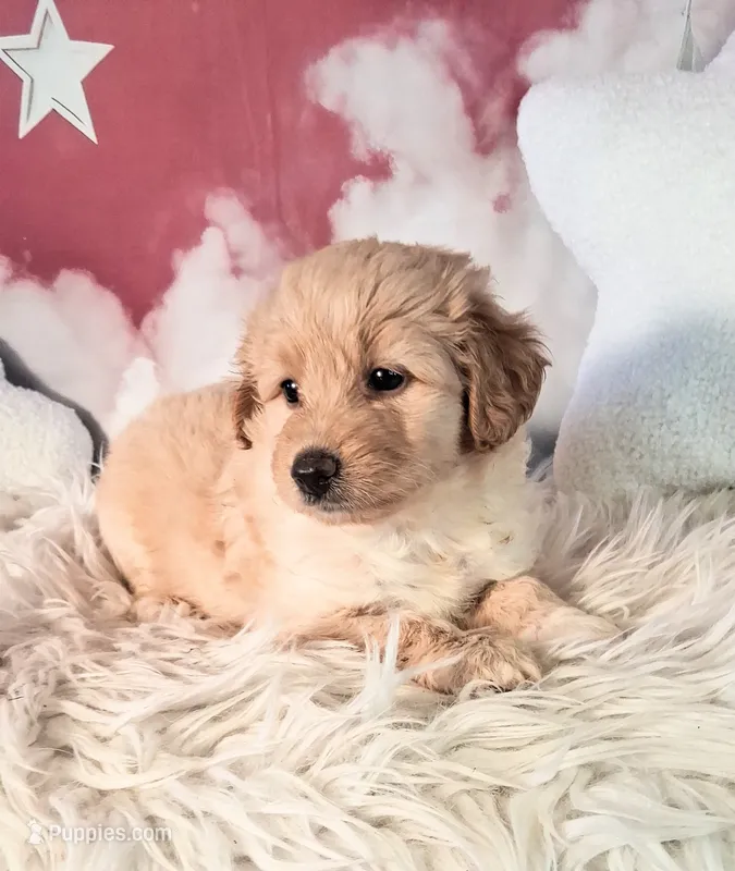 Mia - Petite Double Doodle – Miniature Goldendoodle puppy for sale in Holden, MO