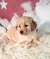 Mia💗Petite Double Doodle, a female Miniature Goldendoodle for sale in Holden, MO – 1 of 8