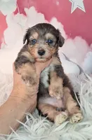 Piper💛Petite Sheltidoodle , a female Shetland Sheepdog and Poodle - Miniature  for sale in Holden, MO – 6 of 6