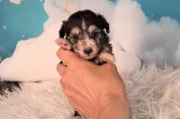 Poncho❤️Petite Sheltidoodle , a male Shetland Sheepdog and Poodle - Miniature  for sale in Holden, MO – 6 of 6